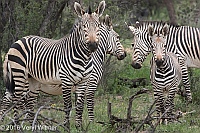 Veryl Witmer, Hartmann's Mountain Zebra, Okonjima Game Reserve, Namibia