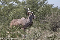 Veryl Witmer, Kudu, Etosha National Park, Namibia
