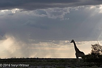 Veryl Witmer, Giraffe, Etosha National Park, Namibia