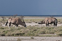 Veryl Witmer, Gemsbok (Oryx), Etosha National Park, Namibia, March 11, 2016