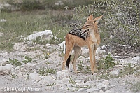 Veryl Witmer, Blackbacked Jackal, Etosha National Park, Namibia, March 11, 2016