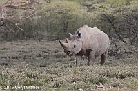 Veryl Witmer, Rhinoceros, Etosha National Park, Namibia,