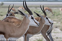 Veryl Witmer, Springbok, Etosha National Park, Namibia