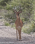 Veryl Witmer, Blackfaced Impala, Etosha National Park, Namibia