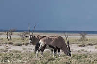 Veryl Witmer, Gemsbok (Oryx), Etosha National Park, Namibia