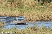 Hippopotamus, Mpumalanga, South Africa, Sabie River, Kruger National Park
