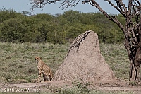 Veryl Witmer, Cheetah , Etosha National Park, Namibia