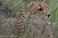 Veryl Witmer, Cheetah (Radio Collared), Okonjima Game Reserve, Namibia