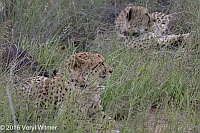 Veryl Witmer, Cheetah (Radio Collared), Okonjima Game Reserve, Namibia