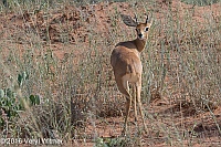 Veryl Witmer, Steenbok, Okonjima Game Reserve, Namibia