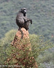 Veryl Witmer, Baboon, Okonjima, Namibia