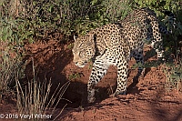 Veryl Witmer, Leopard (Radio Collared), Okonjima Game Reserve, Namibia
