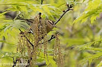 Veryl Witmer, Worm-eating Warbler, Central Park, NY, NY