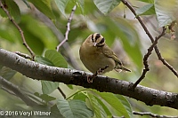 Veryl Witmer, Worm-eating Warbler, Central Park, NY, NY