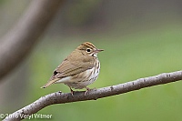 Veryl Witmer, Ovenbird, Central Park, NY, NY