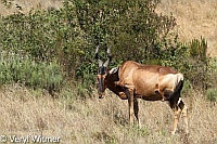 Bontebok National Park, Red Hartbeest, South Africa