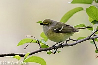 Veryl Witmer, White-eyed Vireo, Central Park, NY, NY