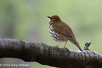 Veryl Witmer, Wood Thrush, Central Park, NY, NY