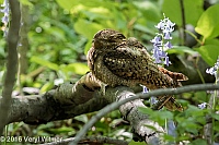 Veryl Witmer, Chuck-will's-widow, Central Park NY, NY