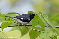 veryl witmer, Black-throated Blue Warbler, Central Park, NY, NY