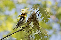 Veryl Witmer, Blackburnian Warbler, Central Park, NY, NY