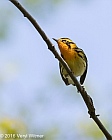 Veryl Witmer, Blackburnian Warbler, Central Park, NY, NY