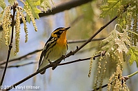 Veryl Witmer, Blackburnian Warbler, Central Park, NY, NY