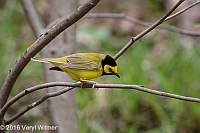 Veryl Witmer, Hooded Warbler, Central Park, NY, NY
