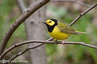 Veryl Witmer, Hooded Warbler, Central Park, NY, NY
