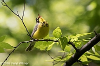 Veryl Witmer, Canada Warbler, The Ramble, Central Park, NY